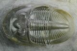 Rare Dechenella Trilobite - Scarce Species #354421-3